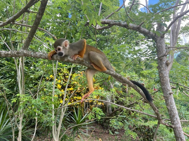 Monkey Adventure Punta Cana